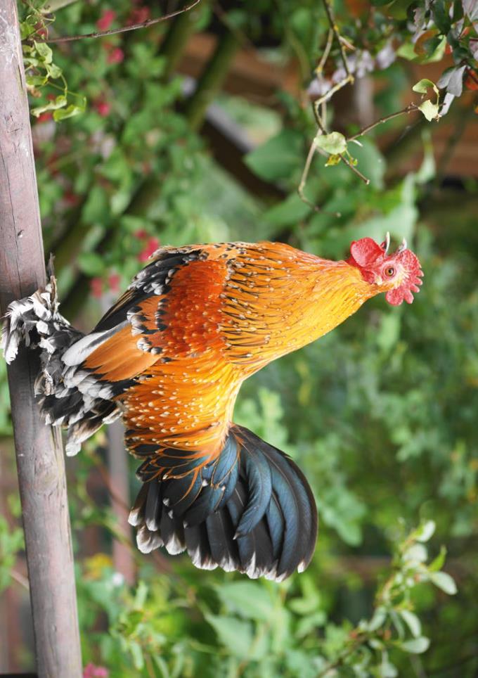 Weitere Ansicht: Postkartenblock Hühner