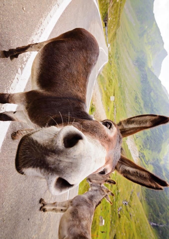 Weitere Ansicht: Postkartenblock Esel