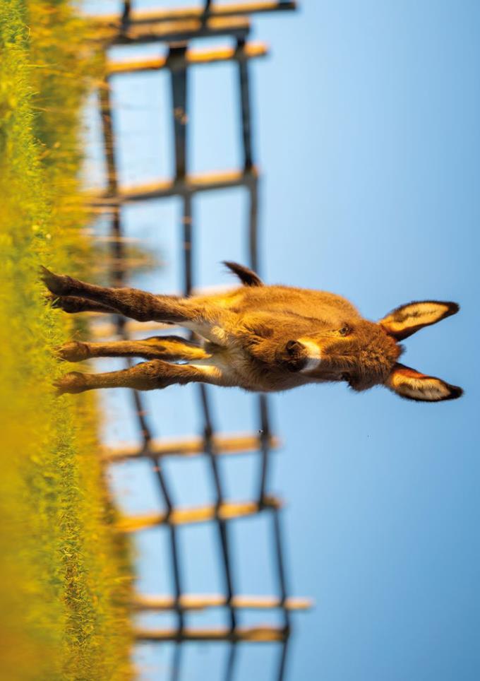 Weitere Ansicht: Postkartenblock Esel