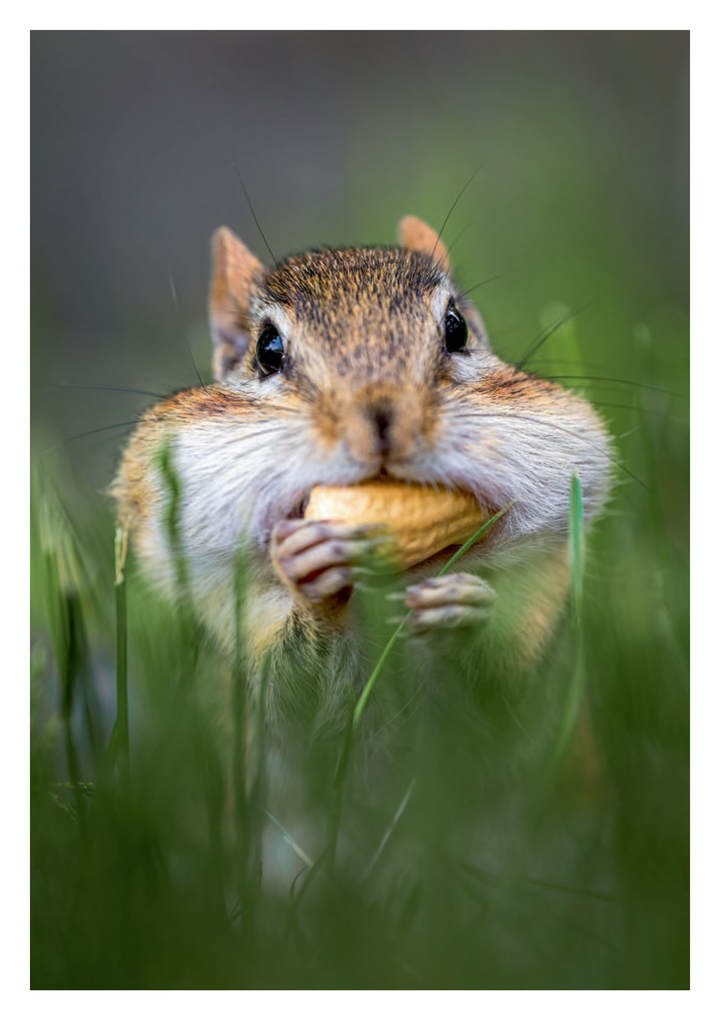 Weitere Ansicht: Postkartenblock Lustige Tiere