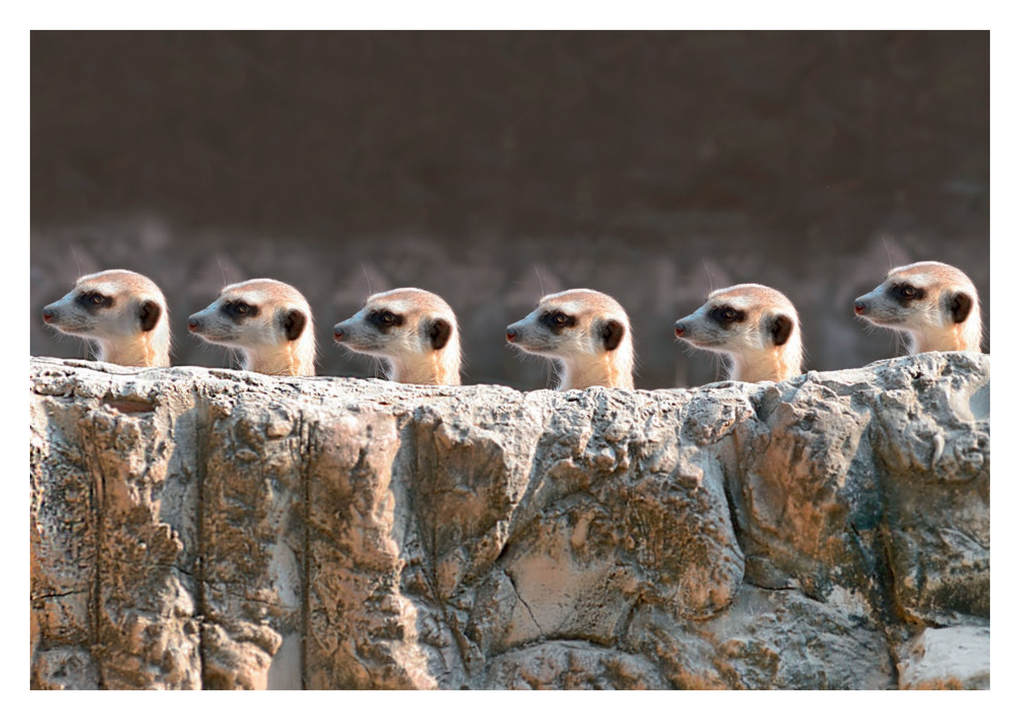 Weitere Ansicht: Postkartenblock Lustige Tiere