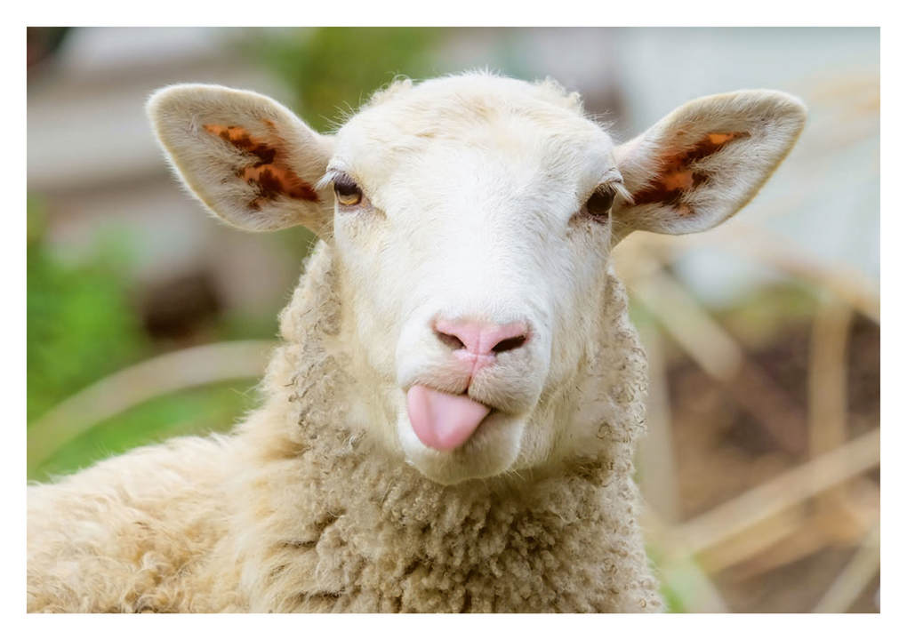 Weitere Ansicht: Postkartenblock Lustige Tiere