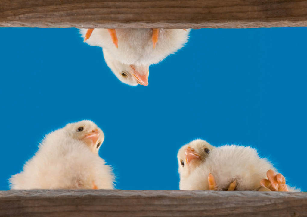 Weitere Ansicht: Postkartenblock Lustige Tiere