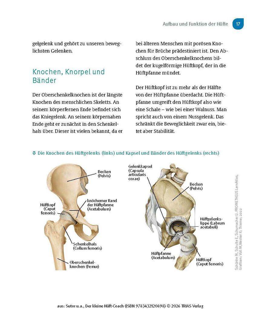 Weitere Ansicht: Der kleine Hüft-Coach | Volker Sutor, Saskia Kayser