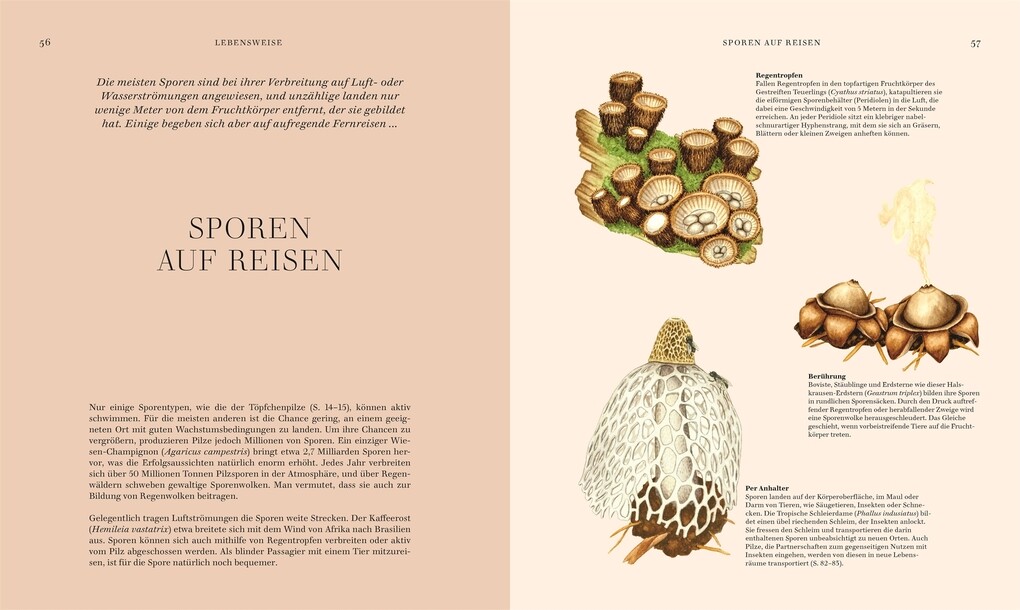 Weitere Ansicht: Pilze | Ali Ashby, Lynne Boddy