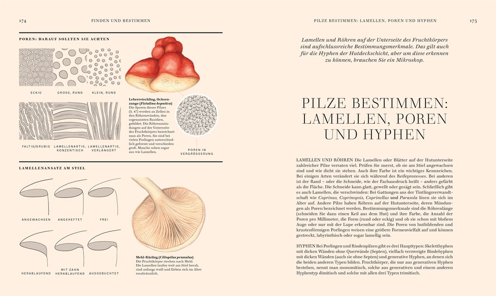 Weitere Ansicht: Pilze | Ali Ashby, Lynne Boddy