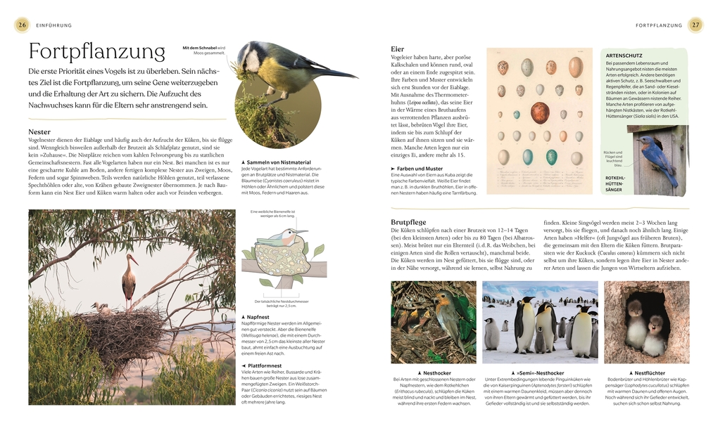 Weitere Ansicht: Vögel - Eine Natur- und Kulturgeschichte | Rob Hume