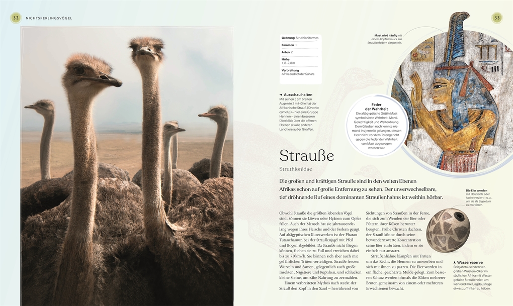 Weitere Ansicht: Vögel - Eine Natur- und Kulturgeschichte | Rob Hume