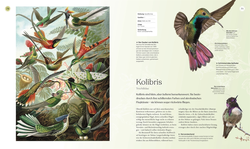 Weitere Ansicht: Vögel - Eine Natur- und Kulturgeschichte | Rob Hume