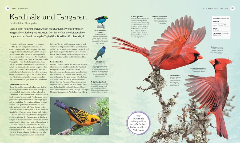 Weitere Ansicht: Vögel - Eine Natur- und Kulturgeschichte | Rob Hume