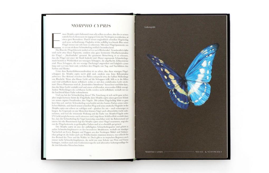 Weitere Ansicht: Wunderwelt der Insekten | Ross Piper