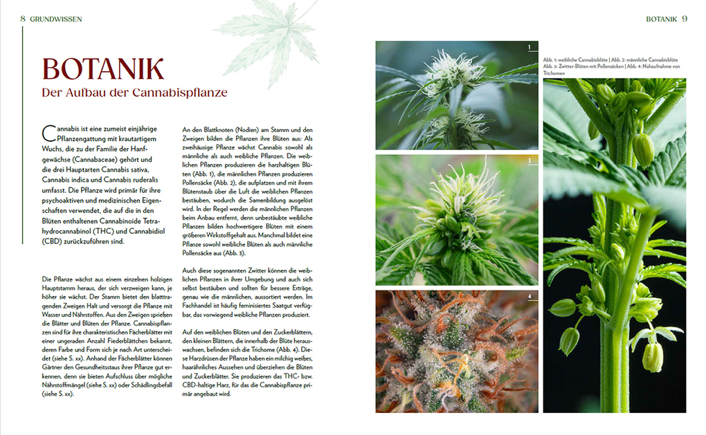 Weitere Ansicht: Cannabis-Anbau für Anfänger | Alexander Gracey