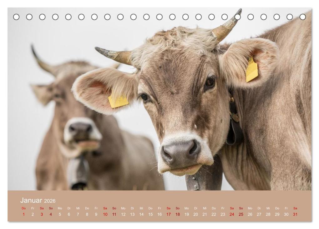 Weitere Ansicht: Allgäuer Rindvieh 2026 (Tischkalender 2026 DIN A5 quer), CALVENDO Monatskalender | Calvendo, Juliane Wandel