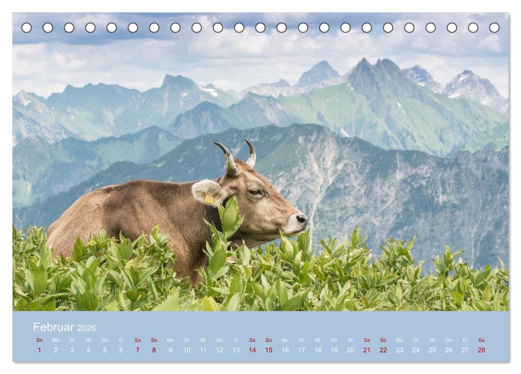 Weitere Ansicht: Allgäuer Rindvieh 2026 (Tischkalender 2026 DIN A5 quer), CALVENDO Monatskalender | Calvendo, Juliane Wandel