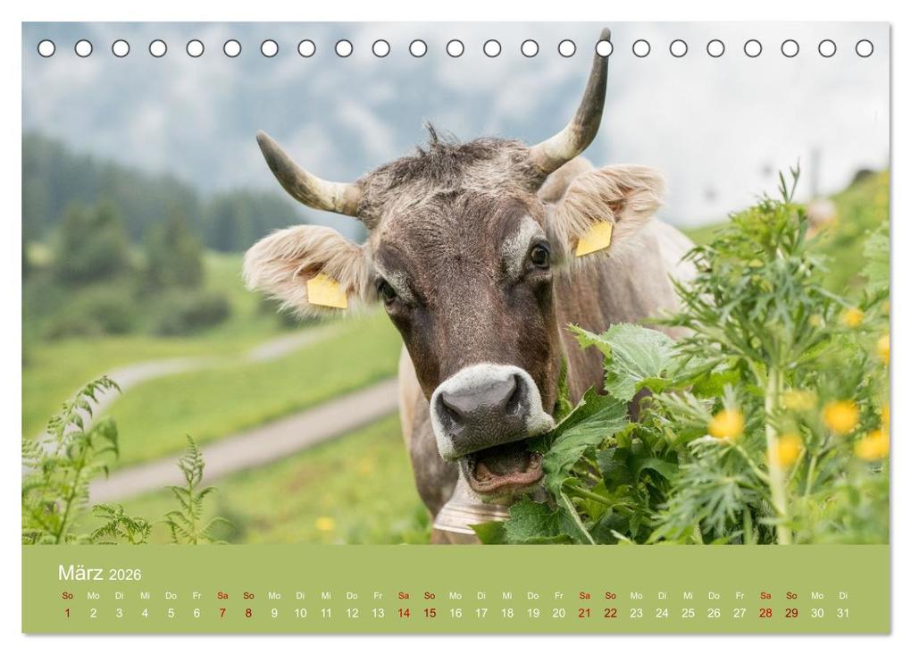 Weitere Ansicht: Allgäuer Rindvieh 2026 (Tischkalender 2026 DIN A5 quer), CALVENDO Monatskalender | Calvendo, Juliane Wandel