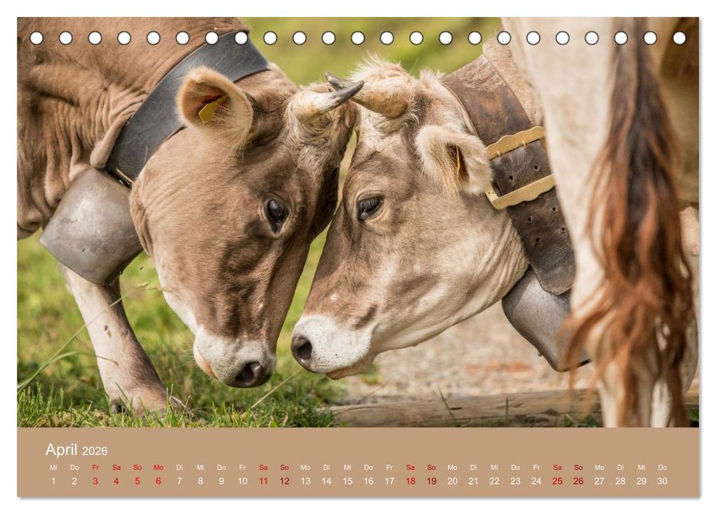 Weitere Ansicht: Allgäuer Rindvieh 2026 (Tischkalender 2026 DIN A5 quer), CALVENDO Monatskalender | Calvendo, Juliane Wandel