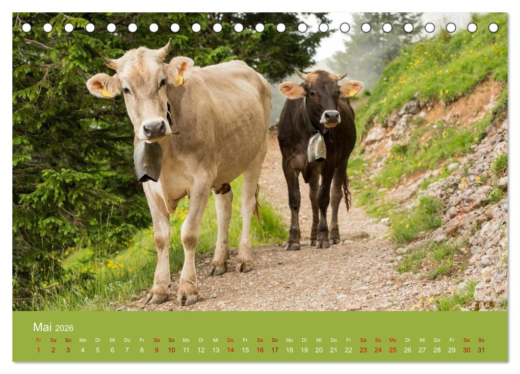 Weitere Ansicht: Allgäuer Rindvieh 2026 (Tischkalender 2026 DIN A5 quer), CALVENDO Monatskalender | Calvendo, Juliane Wandel