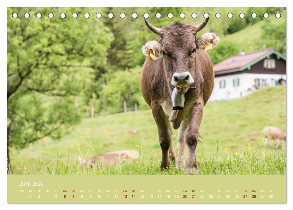 Weitere Ansicht: Allgäuer Rindvieh 2026 (Tischkalender 2026 DIN A5 quer), CALVENDO Monatskalender | Calvendo, Juliane Wandel