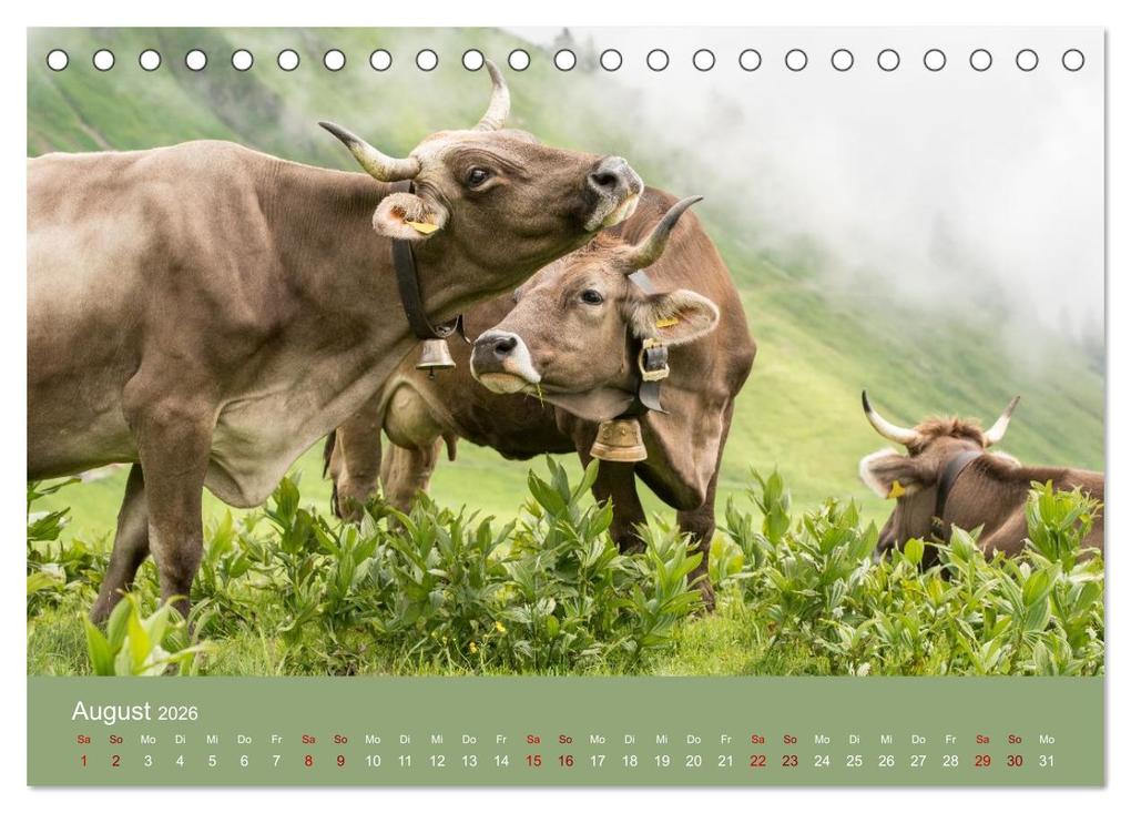 Weitere Ansicht: Allgäuer Rindvieh 2026 (Tischkalender 2026 DIN A5 quer), CALVENDO Monatskalender | Calvendo, Juliane Wandel