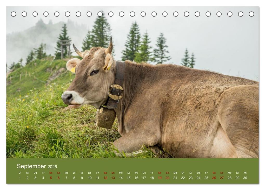 Weitere Ansicht: Allgäuer Rindvieh 2026 (Tischkalender 2026 DIN A5 quer), CALVENDO Monatskalender | Calvendo, Juliane Wandel