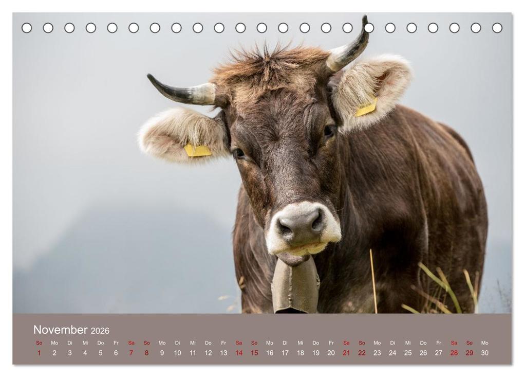 Weitere Ansicht: Allgäuer Rindvieh 2026 (Tischkalender 2026 DIN A5 quer), CALVENDO Monatskalender | Calvendo, Juliane Wandel