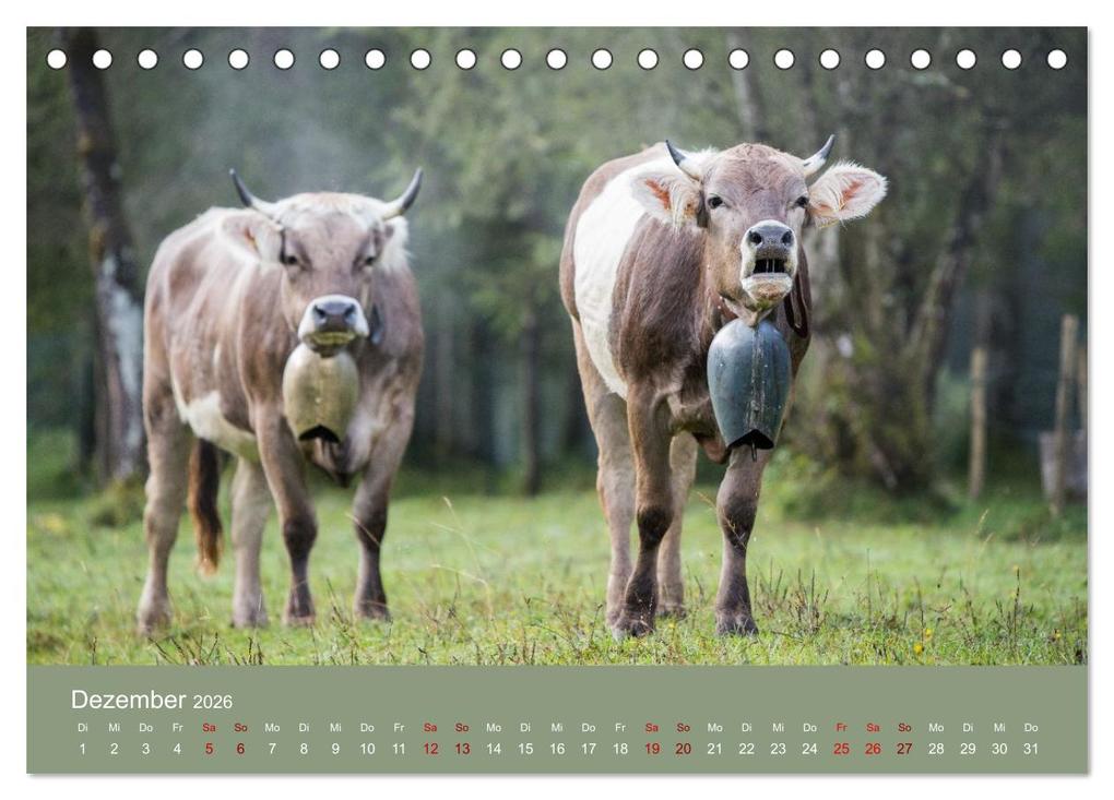 Weitere Ansicht: Allgäuer Rindvieh 2026 (Tischkalender 2026 DIN A5 quer), CALVENDO Monatskalender | Calvendo, Juliane Wandel