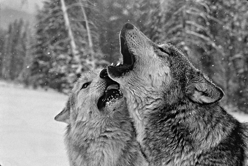 Weitere Ansicht: Das geheime Wissen der Wölfe | Jim Dutcher, Jamie Dutcher