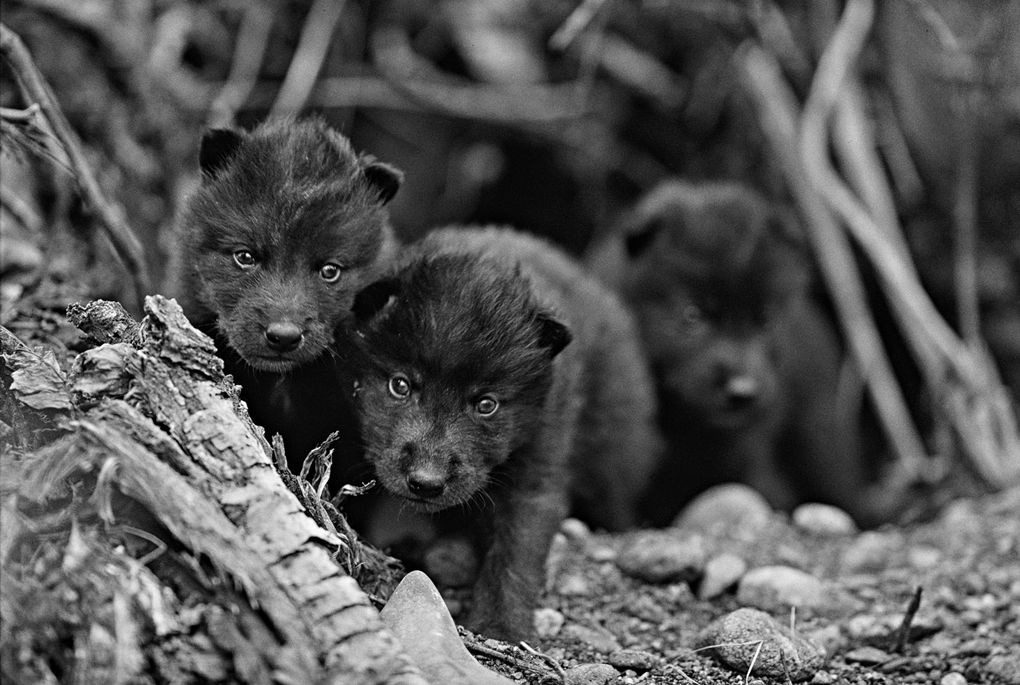 Weitere Ansicht: Das geheime Wissen der Wölfe | Jim Dutcher, Jamie Dutcher