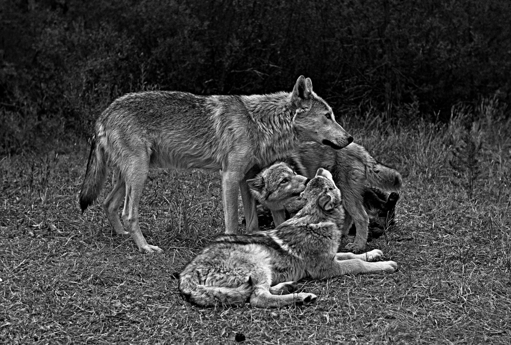 Weitere Ansicht: Das geheime Wissen der Wölfe | Jim Dutcher, Jamie Dutcher