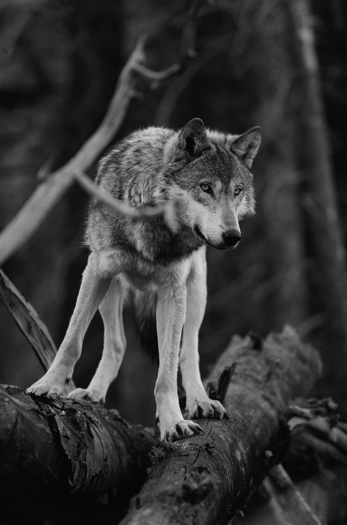 Weitere Ansicht: Das geheime Wissen der Wölfe | Jim Dutcher, Jamie Dutcher