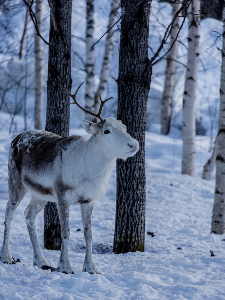 Weitere Ansicht: Weihnachtszeit in Lappland | Annika Rask