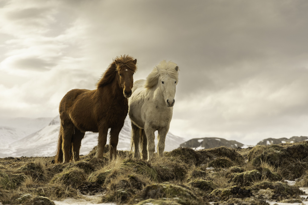 Weitere Ansicht: Island | Yannick Scherthan, Oliver Schwenn