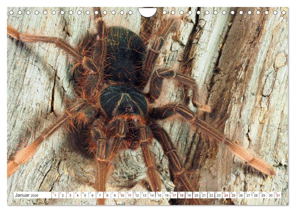 Weitere Ansicht: Haarige Gesellen (Wandkalender 2026 DIN A4 quer), CALVENDO Monatskalender | Wolfgang Kairat, Calvendo
