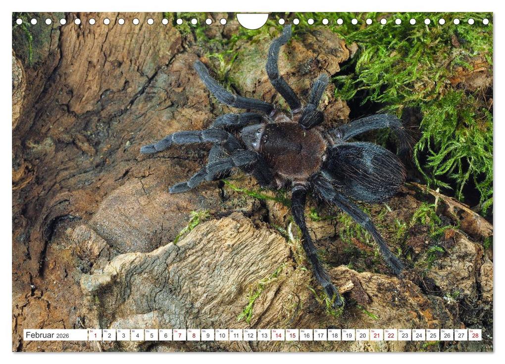 Weitere Ansicht: Haarige Gesellen (Wandkalender 2026 DIN A4 quer), CALVENDO Monatskalender | Wolfgang Kairat, Calvendo
