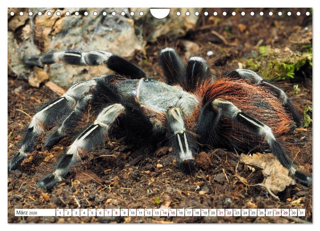 Weitere Ansicht: Haarige Gesellen (Wandkalender 2026 DIN A4 quer), CALVENDO Monatskalender | Wolfgang Kairat, Calvendo