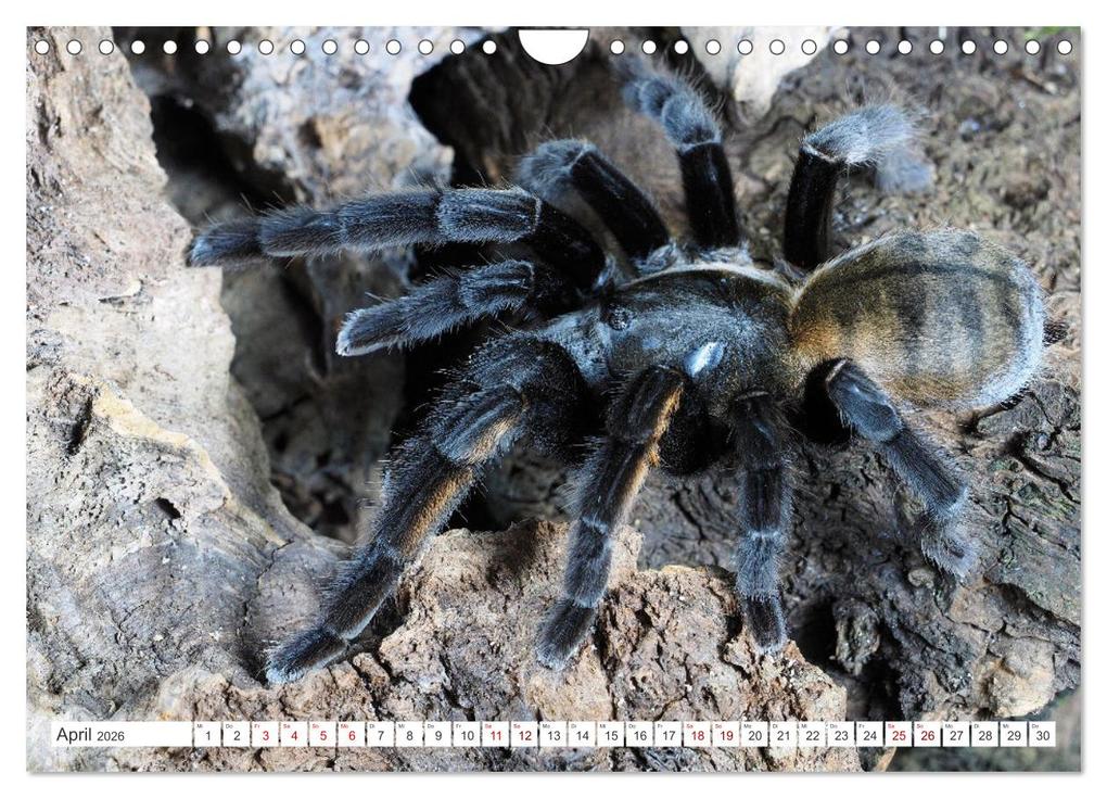 Weitere Ansicht: Haarige Gesellen (Wandkalender 2026 DIN A4 quer), CALVENDO Monatskalender | Wolfgang Kairat, Calvendo