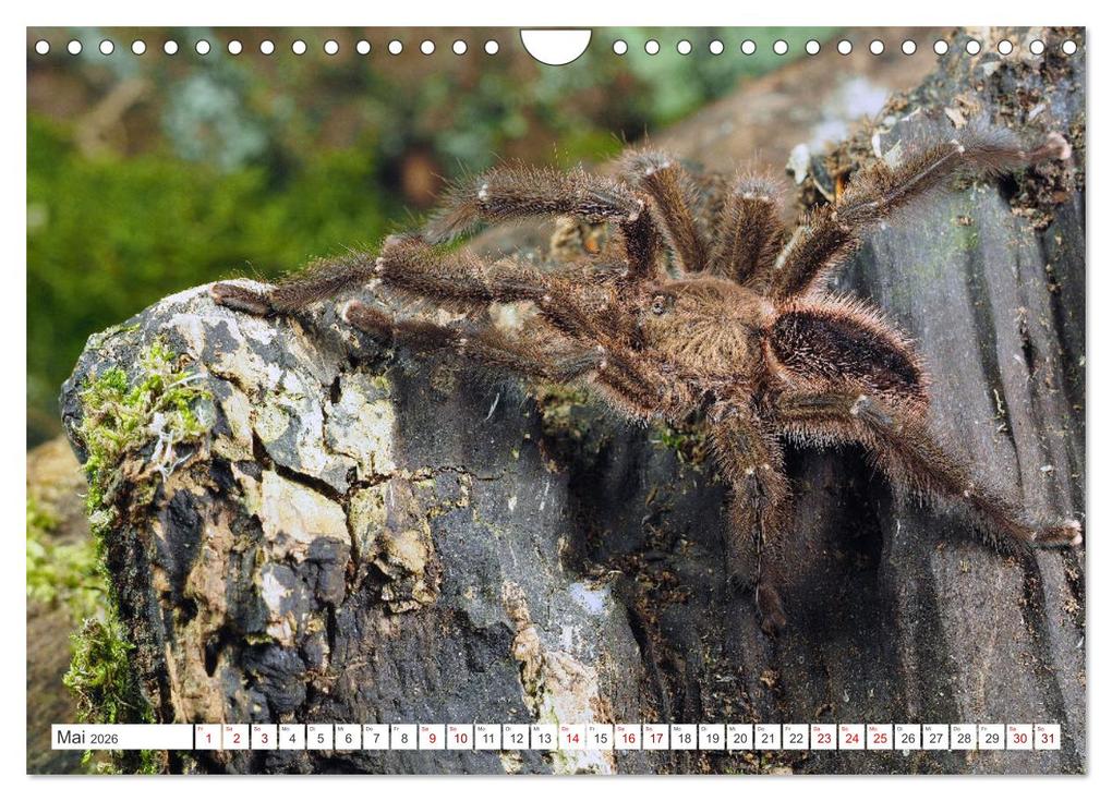 Weitere Ansicht: Haarige Gesellen (Wandkalender 2026 DIN A4 quer), CALVENDO Monatskalender | Wolfgang Kairat, Calvendo