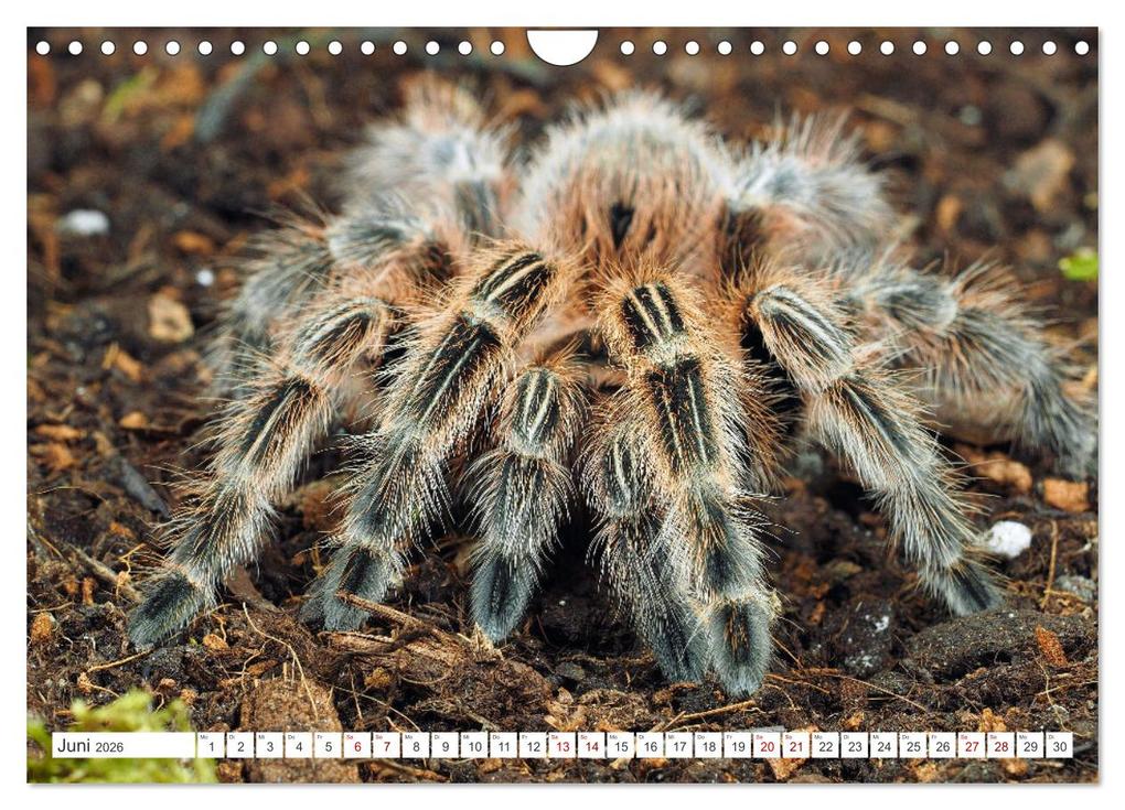 Weitere Ansicht: Haarige Gesellen (Wandkalender 2026 DIN A4 quer), CALVENDO Monatskalender | Wolfgang Kairat, Calvendo