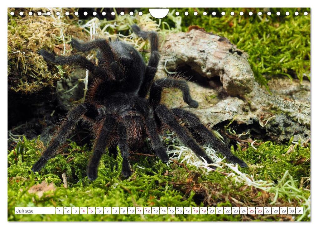 Weitere Ansicht: Haarige Gesellen (Wandkalender 2026 DIN A4 quer), CALVENDO Monatskalender | Wolfgang Kairat, Calvendo