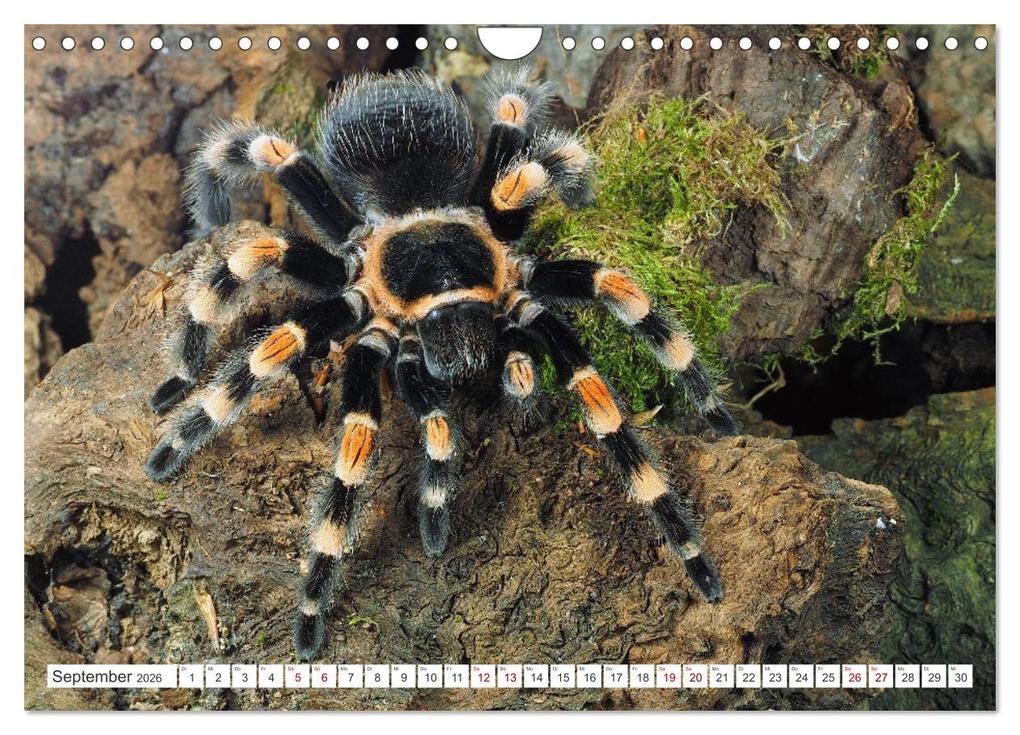 Weitere Ansicht: Haarige Gesellen (Wandkalender 2026 DIN A4 quer), CALVENDO Monatskalender | Wolfgang Kairat, Calvendo
