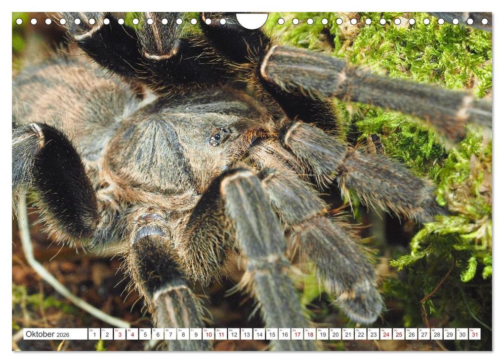 Weitere Ansicht: Haarige Gesellen (Wandkalender 2026 DIN A4 quer), CALVENDO Monatskalender | Wolfgang Kairat, Calvendo