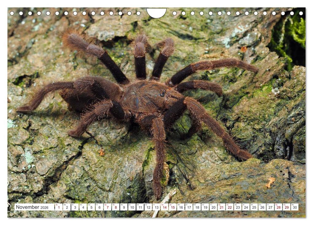Weitere Ansicht: Haarige Gesellen (Wandkalender 2026 DIN A4 quer), CALVENDO Monatskalender | Wolfgang Kairat, Calvendo