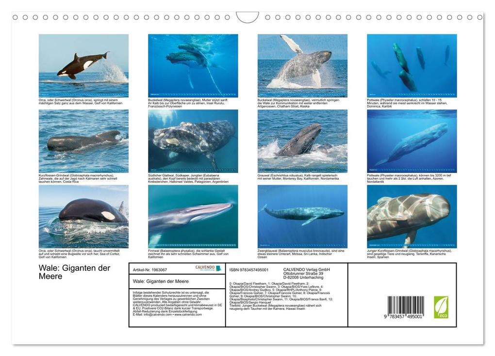 Weitere Ansicht: Wale: Giganten der Meere (Wandkalender 2026 DIN A3 quer), CALVENDO Monatskalender | CALVENDO CALVENDO, Calvendo