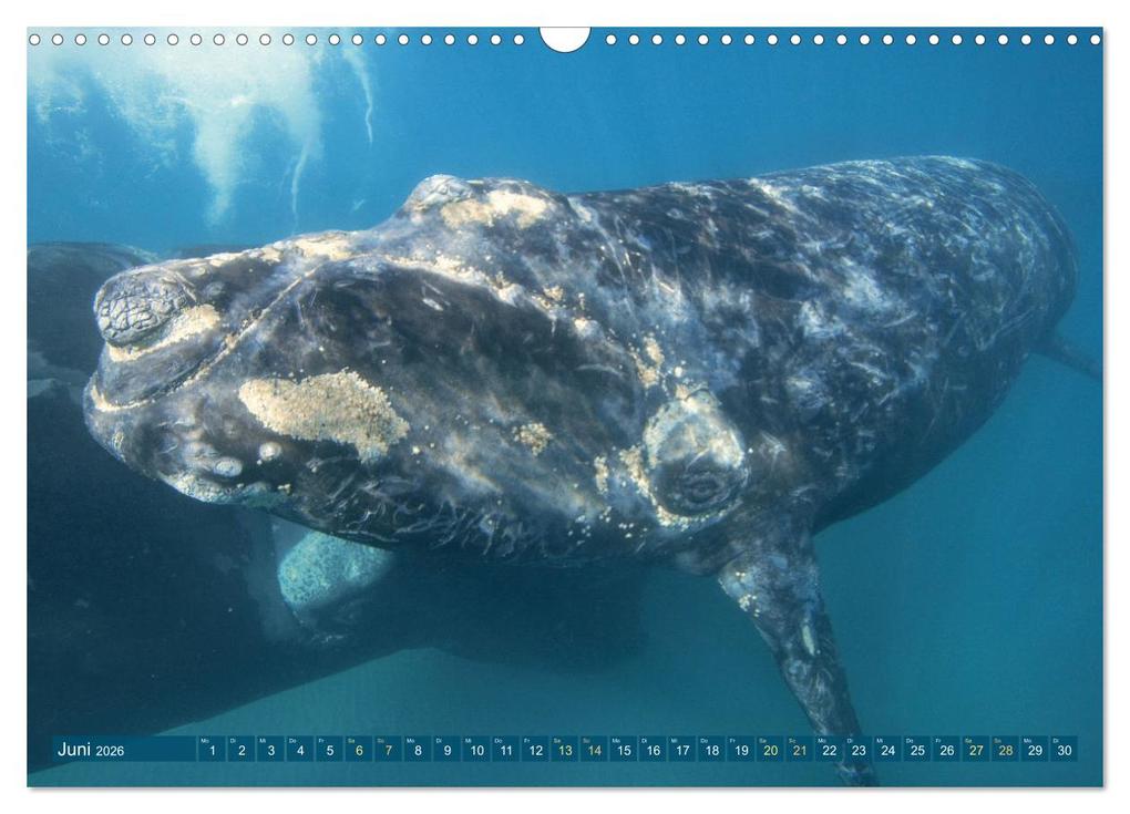 Weitere Ansicht: Wale: Giganten der Meere (Wandkalender 2026 DIN A3 quer), CALVENDO Monatskalender | CALVENDO CALVENDO, Calvendo
