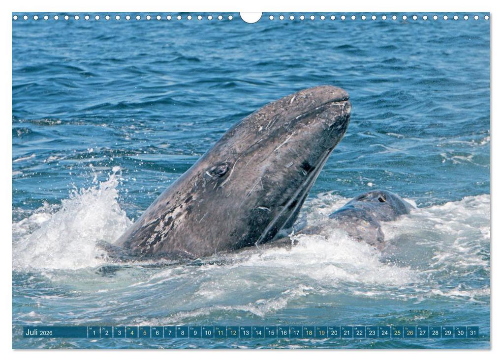 Weitere Ansicht: Wale: Giganten der Meere (Wandkalender 2026 DIN A3 quer), CALVENDO Monatskalender | CALVENDO CALVENDO, Calvendo