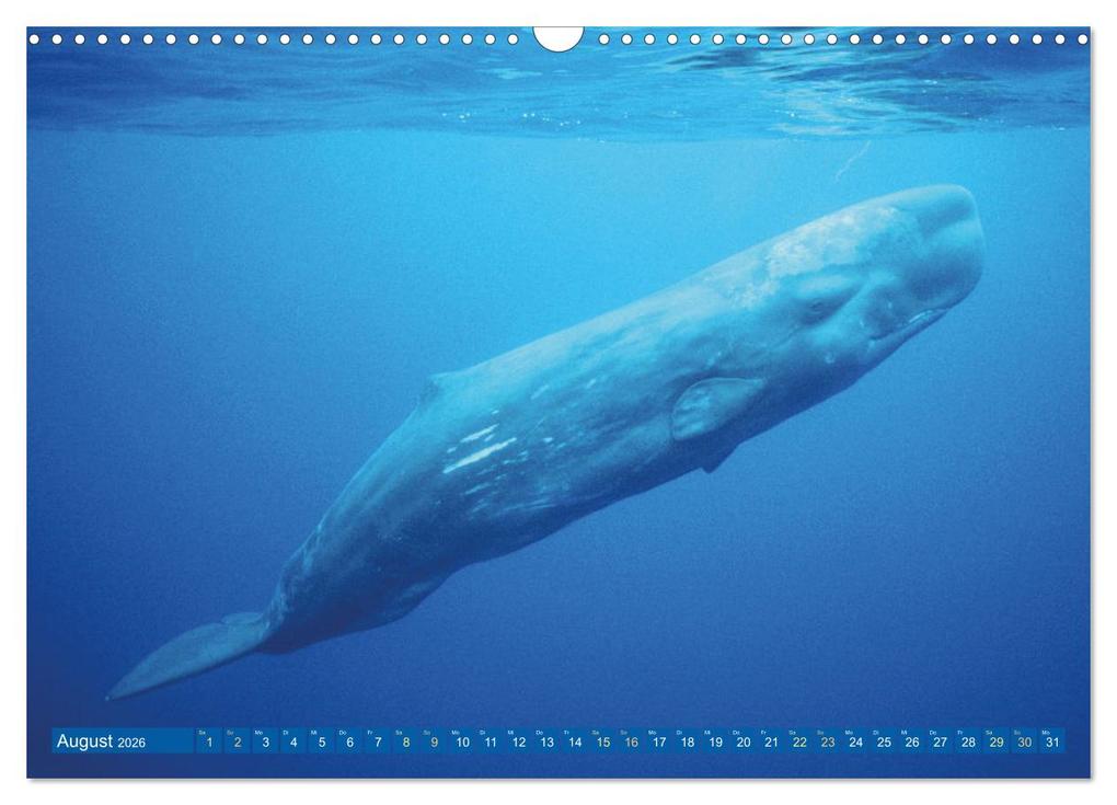 Weitere Ansicht: Wale: Giganten der Meere (Wandkalender 2026 DIN A3 quer), CALVENDO Monatskalender | CALVENDO CALVENDO, Calvendo