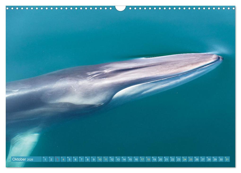 Weitere Ansicht: Wale: Giganten der Meere (Wandkalender 2026 DIN A3 quer), CALVENDO Monatskalender | CALVENDO CALVENDO, Calvendo