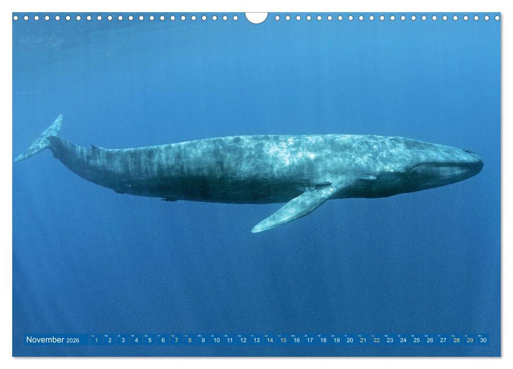 Weitere Ansicht: Wale: Giganten der Meere (Wandkalender 2026 DIN A3 quer), CALVENDO Monatskalender | CALVENDO CALVENDO, Calvendo