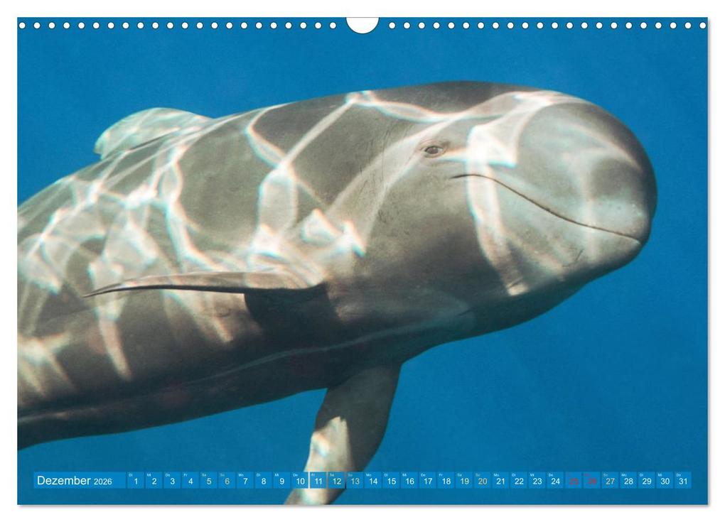 Weitere Ansicht: Wale: Giganten der Meere (Wandkalender 2026 DIN A3 quer), CALVENDO Monatskalender | CALVENDO CALVENDO, Calvendo