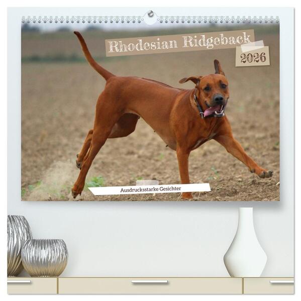 Produktbild: Rhodesian Ridgeback - Ausdrucksstarke Gesichter (hochwertiger Premium Wandkalender 2026 DIN A2 quer), Kunstdruck in Hochglanz | Dagmar Behrens, Calvendo